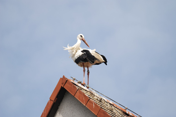 Storch auf dem Hausdach - Foto, Bild