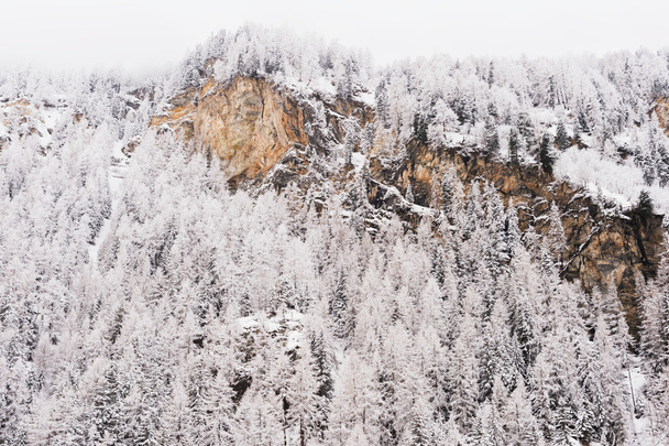 La cima de la montaña con muchos árboles cubiertos de nieve
 - Foto, Imagen