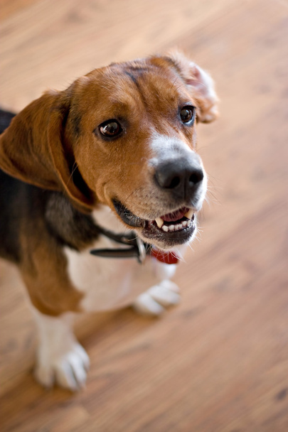 Cão Beagle de raça pura
 - Foto, Imagem