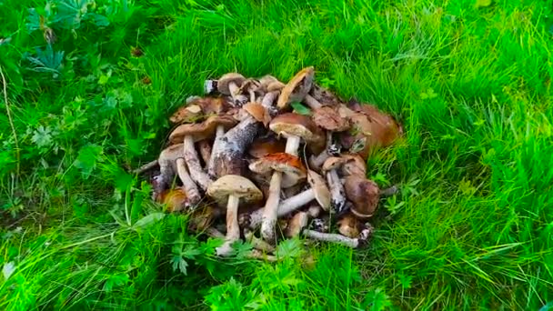Świeżo zebranymi grzybami leżą na zielonej trawie - Materiał filmowy, wideo