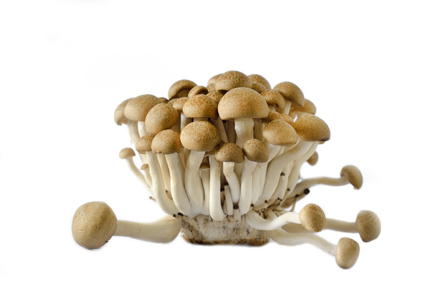 Buna shimeji houby - Fotografie, Obrázek