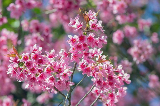 όμορφο ροζ sakura σε μπλε ουρανό - Φωτογραφία, εικόνα