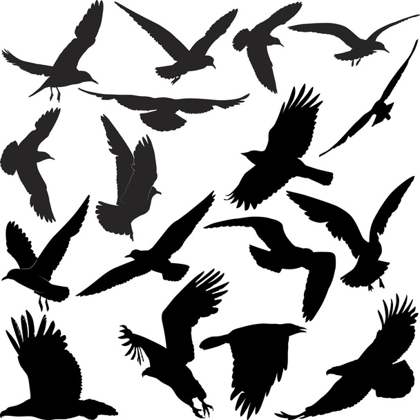 Raven hawk eagle gulls crow - Vector, Image