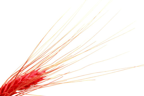 Червоний зерновий колосок крупним планом
 - Фото, зображення