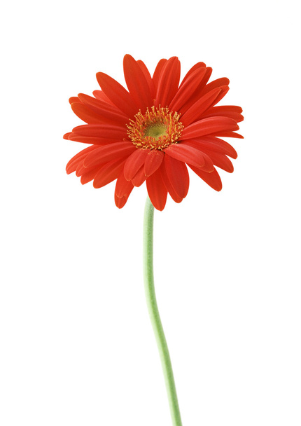 Red sunflower floral - Foto, Imagem
