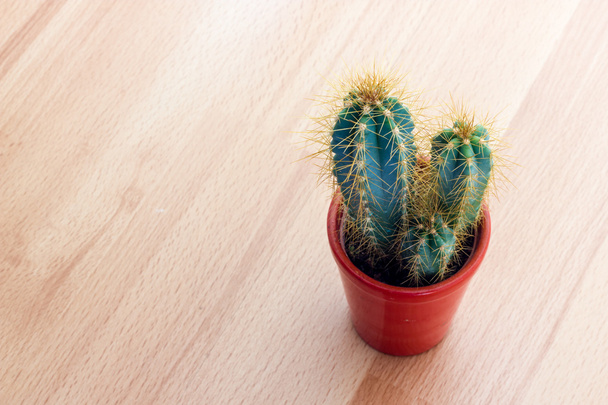 Plante de cactus aux épines
 - Photo, image