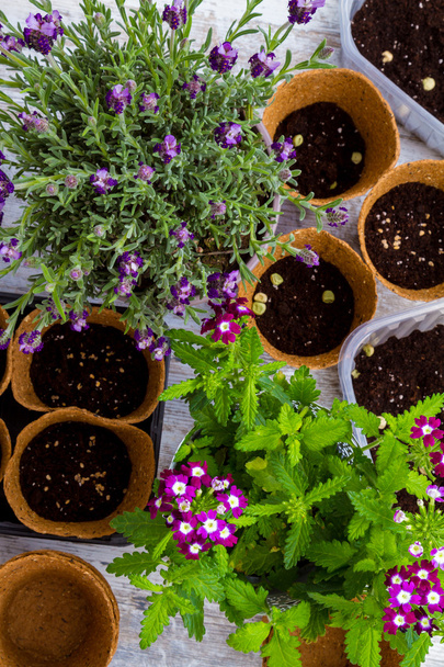 Planting flowers at home - Photo, Image