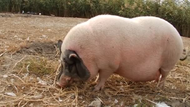Cerdo con cara negra
 - Metraje, vídeo