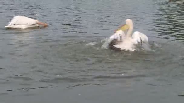 Pelicano ficando molhado
 - Filmagem, Vídeo
