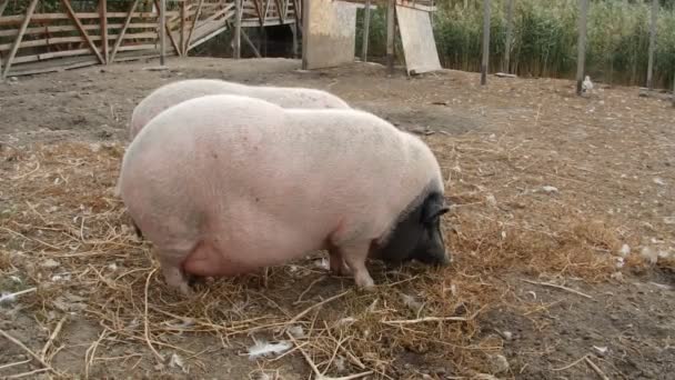Two pigs eating - Footage, Video