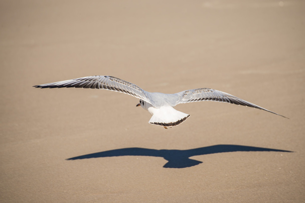 Black-headed gull flying deep over the beach - Photo, Image