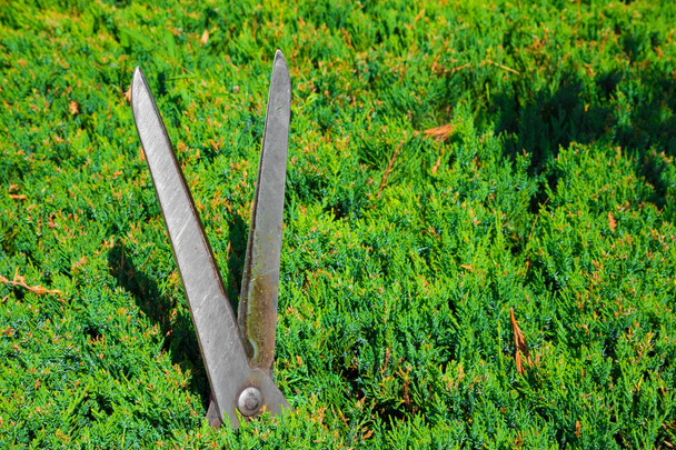 Садівництво ножиці для обробки живоплотів і кущів
 - Фото, зображення