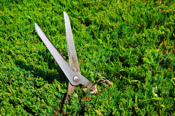 Cisailles de jardinage pour couper les haies et les buissons
 - Photo, image