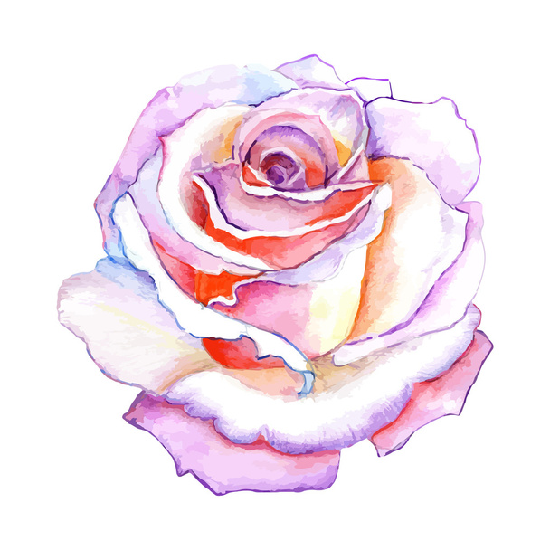 白い背景に分離された手描き美しいバラ水彩画. - ベクター画像