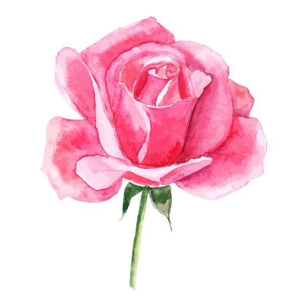 bela rosa aquarela pintados à mão isolado no fundo branco
. - Vetor, Imagem