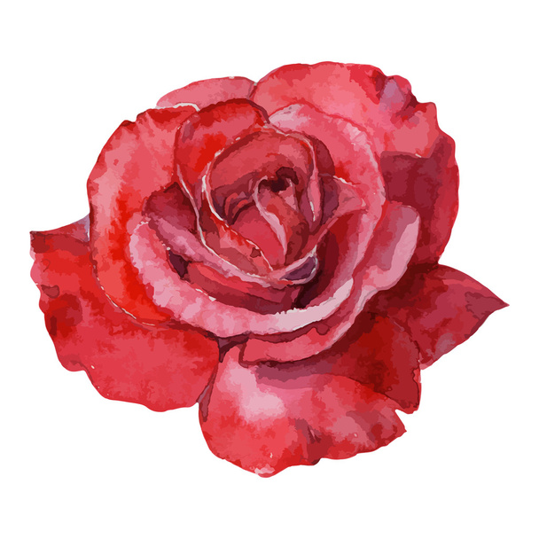beautiful rose watercolor hand-painted isolated on white background. - Vector, Image