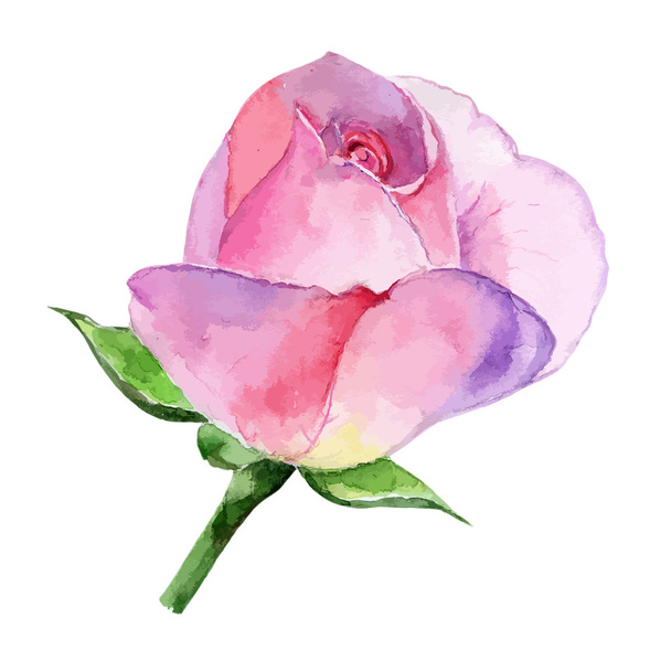 schöne Rose Aquarell handbemalt isoliert auf weißem Hintergrund. - Vektor, Bild