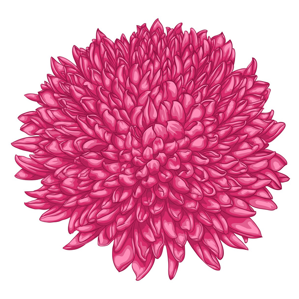 krásné růžové chryzantéma izolovaných na bílém pozadí. - Vektor, obrázek