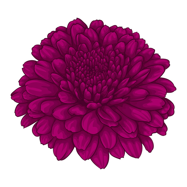 beautiful pink chrysanthemum flower. effect watercolor isolated on white background. - Vector, Image