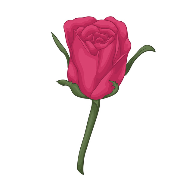 gyönyörű vörös rózsa, hatása akvarell elszigetelt fehér background. - Vektor, kép