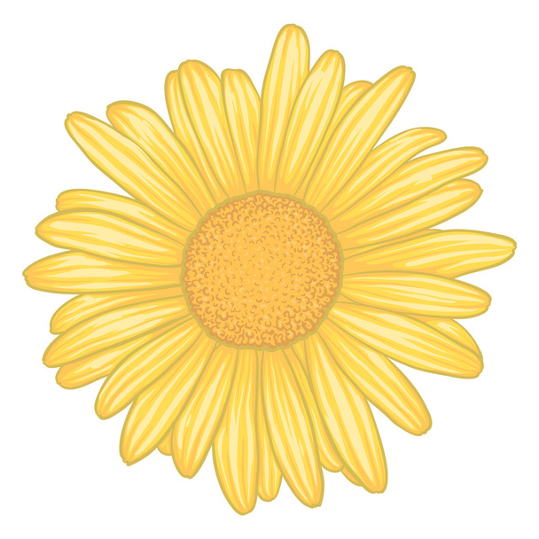 piękny żółty stokrotka kwiat z efekt akwarela na białym tle. - Wektor, obraz