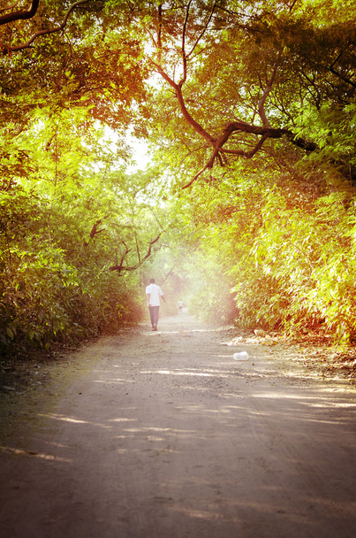 Прогулянка в ліс
 - Фото, зображення