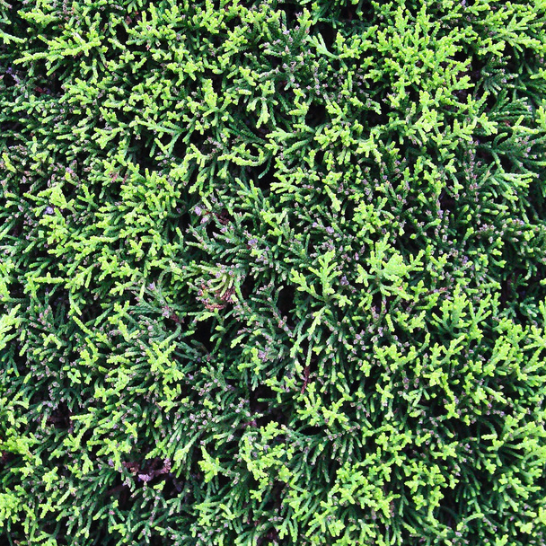 bush green texture - Zdjęcie, obraz