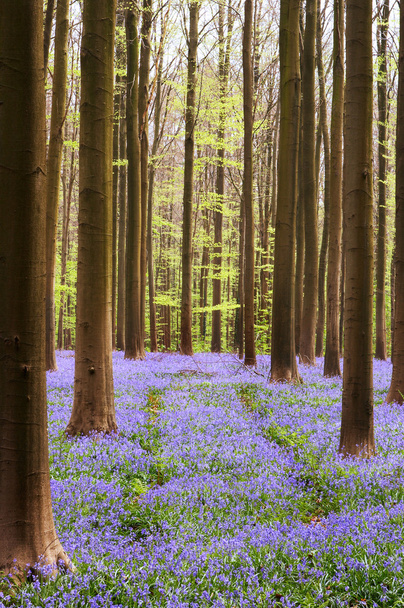 Bluebell forest - Valokuva, kuva