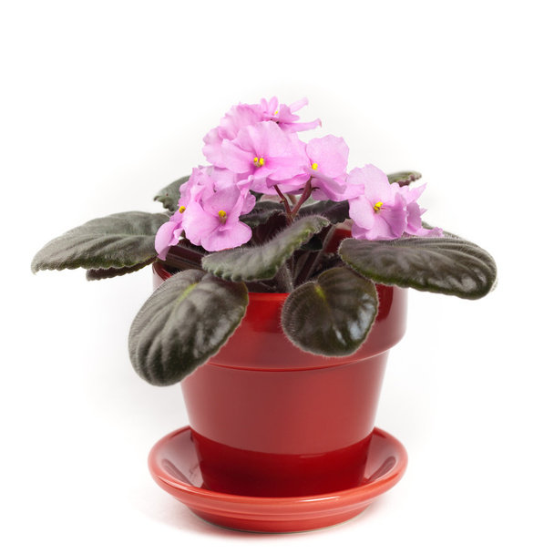 Purple African Violets - Photo, Image