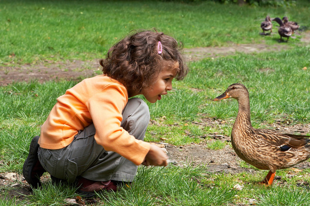 Meeting a duck - Zdjęcie, obraz