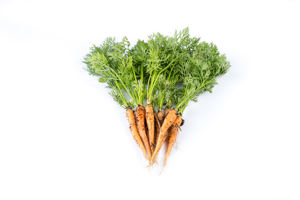 freshly picked carrots - Φωτογραφία, εικόνα