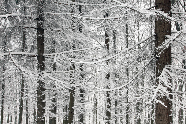 Trees in the snow in the forest in winter - 写真・画像