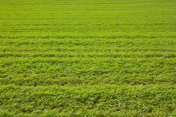 A green agricultural field. - Фото, зображення