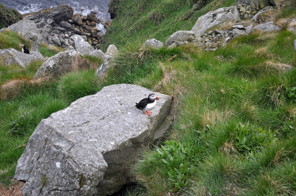 Το Atlantic puffin - Φωτογραφία, εικόνα