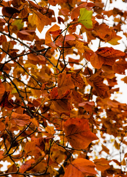 κλαδιά και τα κόκκινα φύλλα το φθινόπωρο - Φωτογραφία, εικόνα