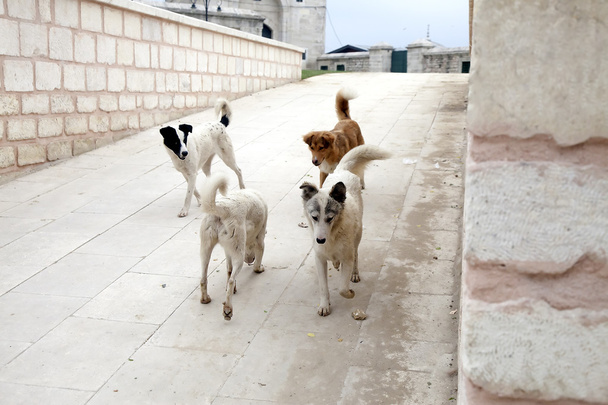 Cães sem-teto na cidade
 - Foto, Imagem