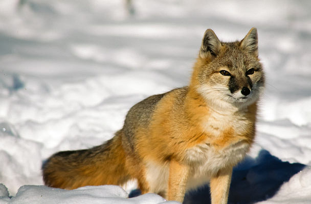 Свіфт лисиця полювання на снігу - Фото, зображення