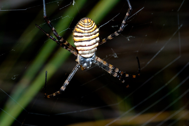 Spinne, Argiope bruennichi - Foto, Bild