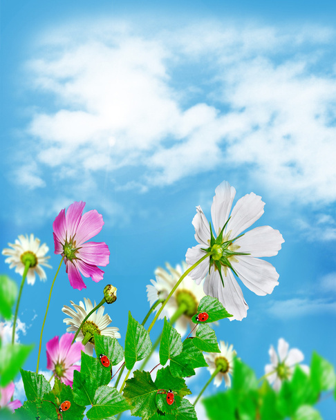 Flores de margarita sobre fondo azul del cielo
 - Foto, imagen