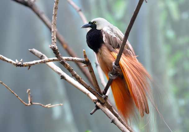 Większy ptak z raju mężczyzn wyświetlania piękne upierzenie - Zdjęcie, obraz