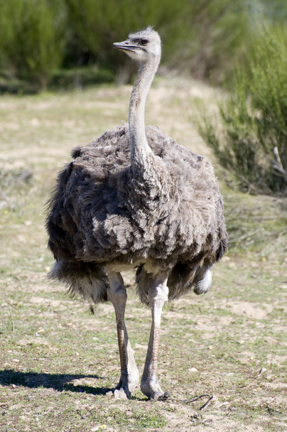 Ostrich - Fotoğraf, Görsel