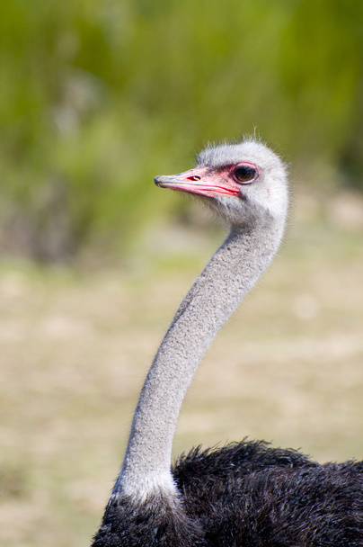 Ostrich - Fotó, kép