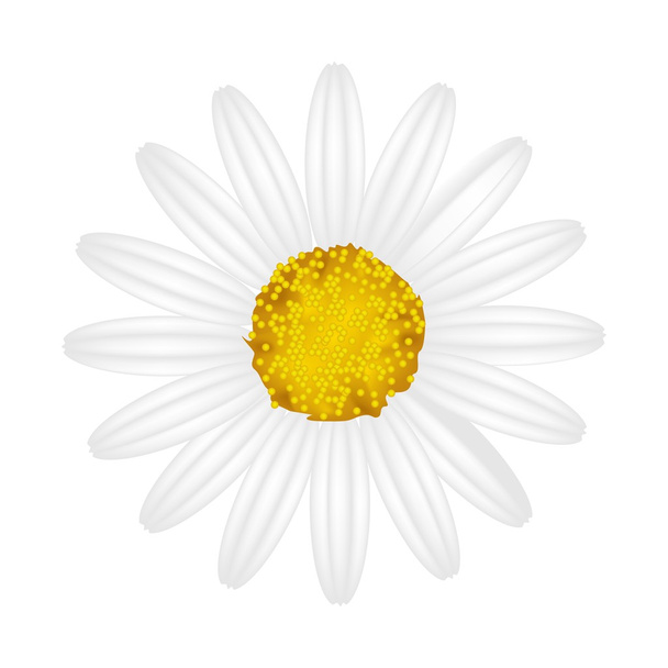 Beyaz bir arka plan üzerinde beyaz papatya çiçek - Vektör, Görsel