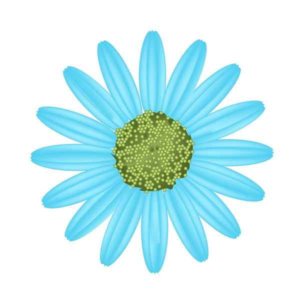 Światło niebieskie stokrotka kwiat na białym tle - Wektor, obraz