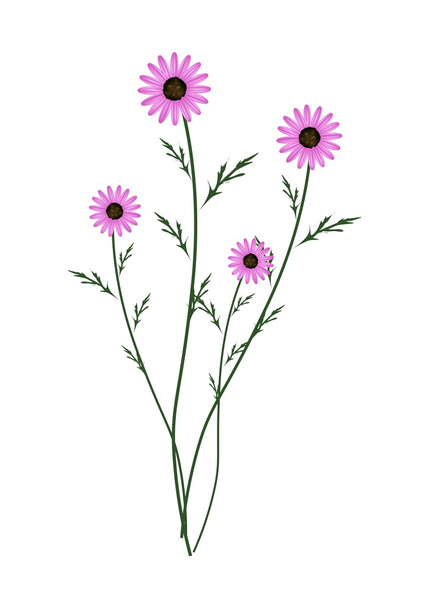 Purple Daisy Blossoms on A White Background - Διάνυσμα, εικόνα