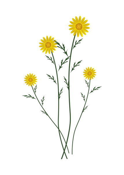 Yellow Daisy Blossoms on A White Background - Vector, Image