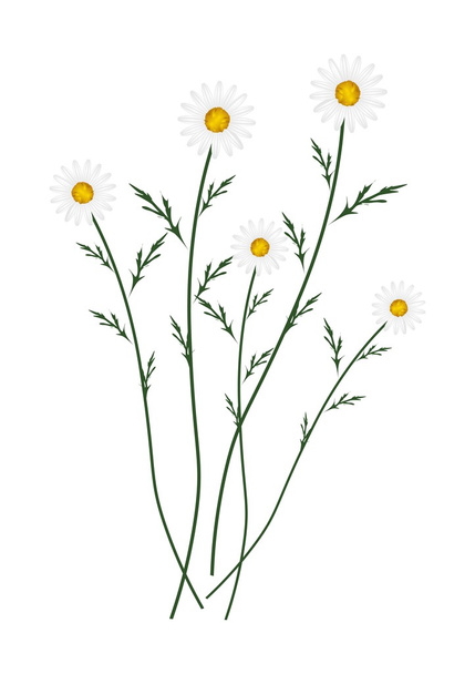 White Daisy Blossoms on A White Background - Διάνυσμα, εικόνα