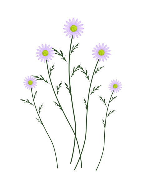 Violet Daisy Blossoms on A White Background - Vector, afbeelding
