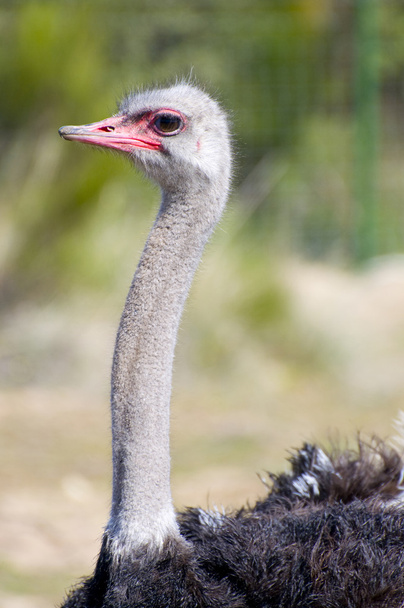 Ostrich - Foto, Bild