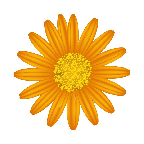 flor de margarita naranja sobre un fondo blanco - Vector, imagen